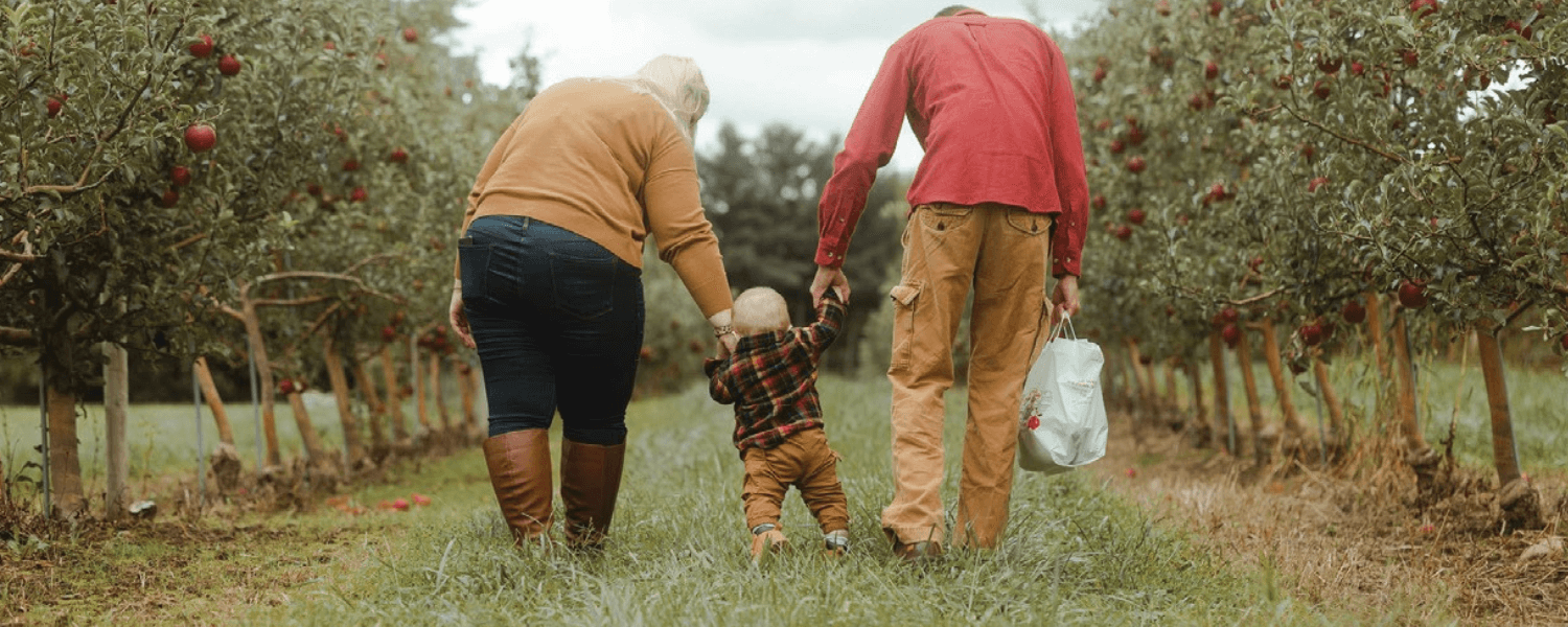 Two adults and a toddler walking between rows of apple trees during a fall festival events.